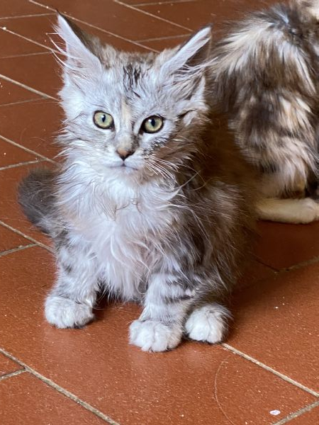 Vendita Cucciolo Maine Coon Da Privato A Firenze Maine Coon Mesi