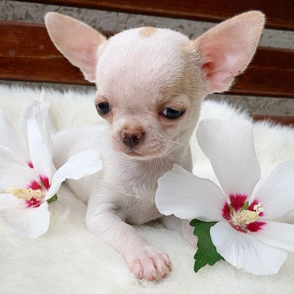 Vendita Cucciolo Chihuahua Da Privato A Enna Chihuahua