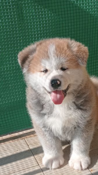 Vendita Cucciolo Akita Inu Da Privato A Roma Cuccioli Di Akita Inu