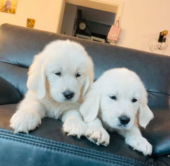 Vendita Cucciolo American Da Privato A Cuccioli Di Golden Retriever