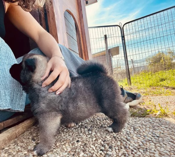 Vendita Cucciolo Akita Americano Da Privato A Siena Cucciole Di Akita