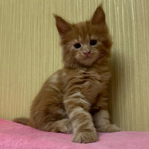 Vendita Maine Coon Da Privato A Disponibili Cuccioli Di Maine Coon