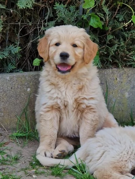 Vendita Golden Retriever Da Privato A Cuccioli Di Golden Retriever