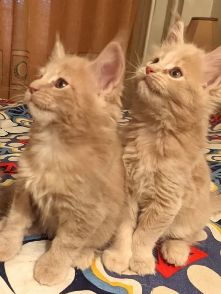 Vendita Cucciolo Maine Coon Da Privato A Cuccioli Di Gatto Maine Coon