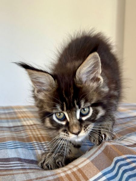 Vendita Cucciolo Maine Coon Da Privato A Cucciola Maine Coon