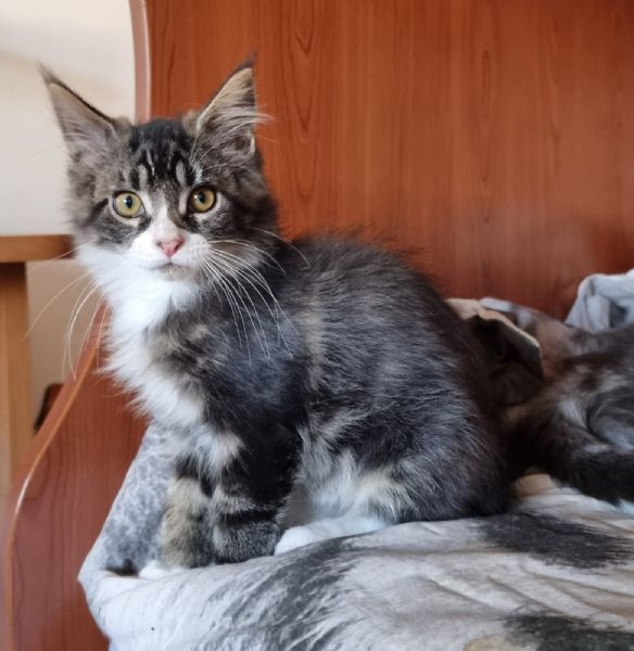 Vendita Cucciolo Maine Coon Da Allevamento A Torino Cuccioli Maine Coon