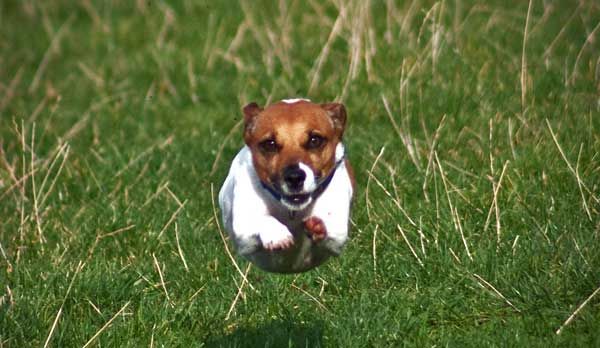 Jack Russell Terrier: aspetto, carattere, cura e prezzo