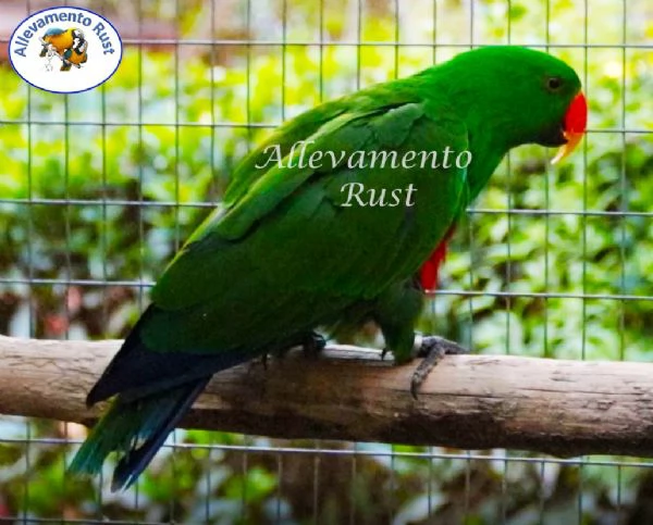 Pappagallo EcIetto   Eclectus Roratus