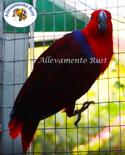 Pappagallo EcIetto   Eclectus Roratus | Foto 1