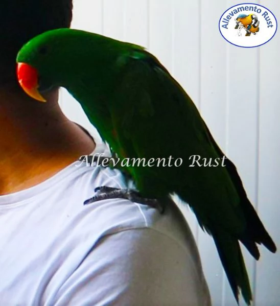 Pappagallo EcIetto   Eclectus Roratus | Foto 0