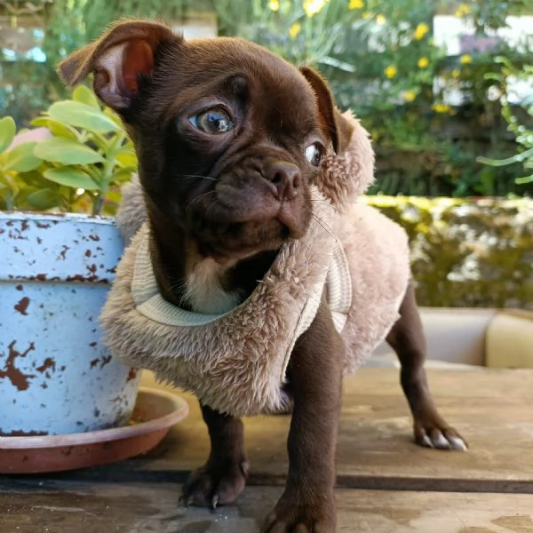 cucciolo chihuahua con pedigree cioccolato | Foto 0