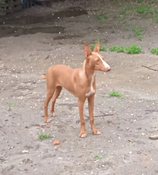 Cucciola Cirneco dell Etna 