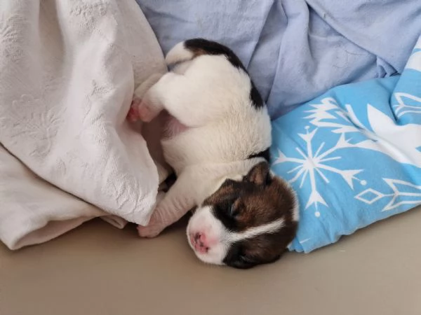 Bellissimi cuccioli jack russell terrier  | Foto 3