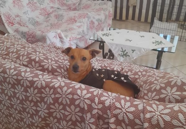 Pinscher in adozione in tutta italia