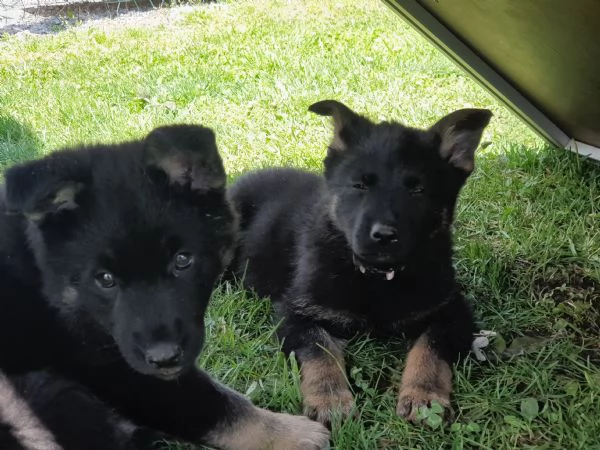 VENDO CUCCIOLI PASTORE TEDESCO DA LAVORO | Foto 6