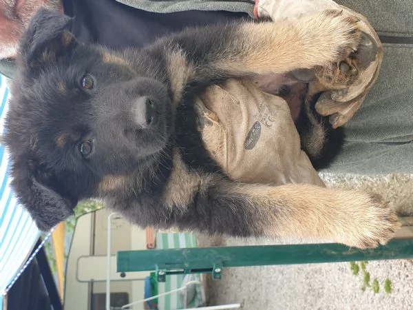 VENDO CUCCIOLI PASTORE TEDESCO DA LAVORO | Foto 4