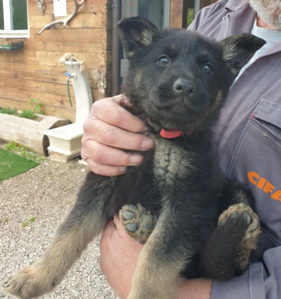 VENDO CUCCIOLI PASTORE TEDESCO DA LAVORO | Foto 2