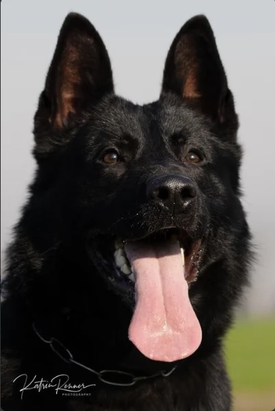 VENDO CUCCIOLI PASTORE TEDESCO DA LAVORO | Foto 1