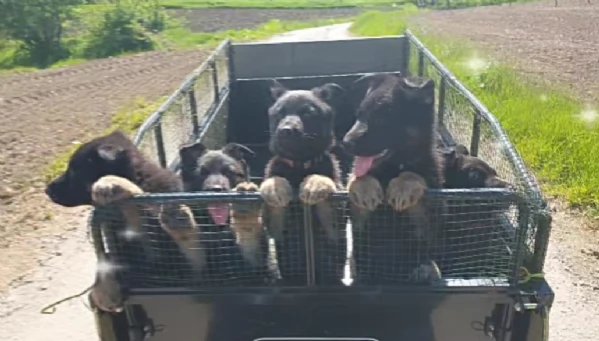 VENDO CUCCIOLI PASTORE TEDESCO DA LAVORO | Foto 1