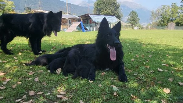 VENDO CUCCIOLI PASTORE TEDESCO NERO A PELO LUNGO | Foto 1