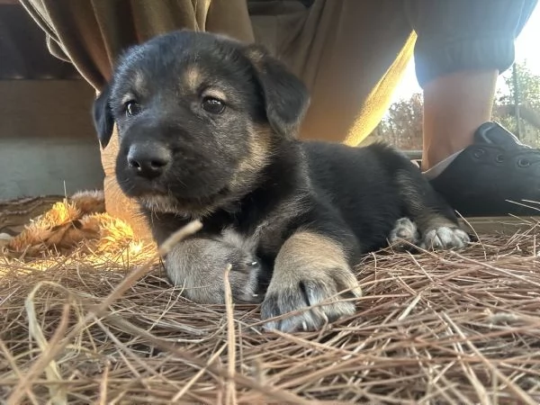 Cucciolo cerca casa 