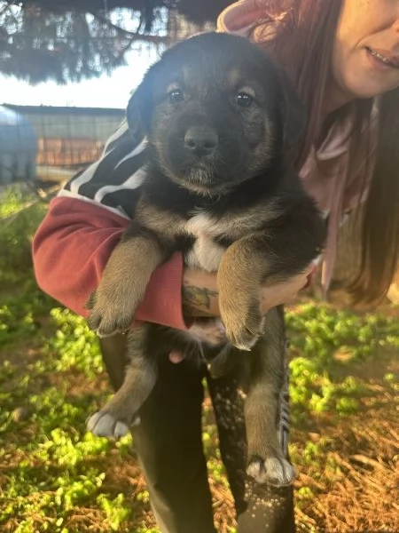 Cucciolo cerca casa  | Foto 4