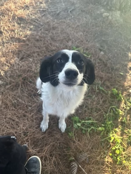 Cagnolina in cerca di famiglia  