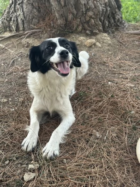 Cagnolina in cerca di famiglia   | Foto 1