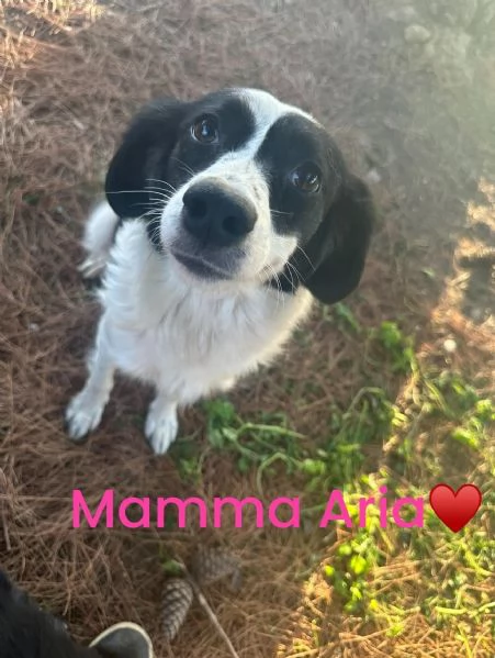 Cagnolina in cerca di famiglia   | Foto 0