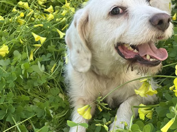 Cagnolino taglia piccola cerca casa