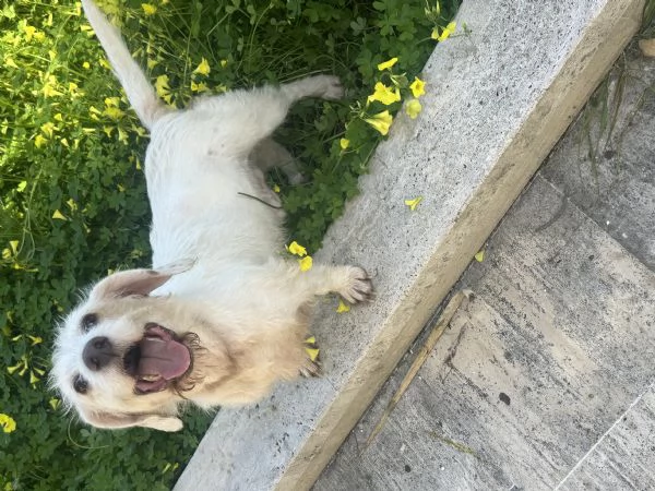 Cagnolino taglia piccola cerca casa | Foto 4