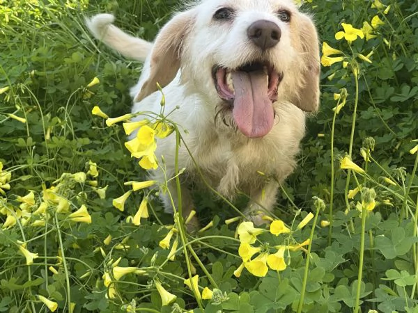 Cagnolino taglia piccola cerca casa | Foto 3