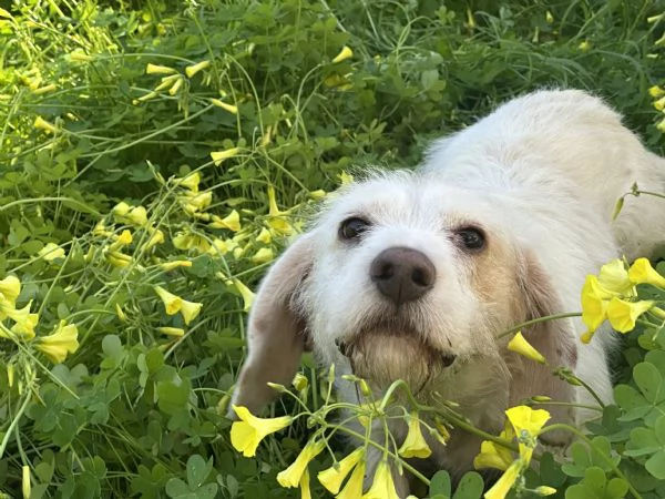 Cagnolino taglia piccola cerca casa | Foto 2