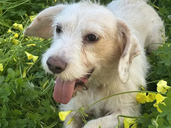 Cagnolino taglia piccola cerca casa | Foto 1