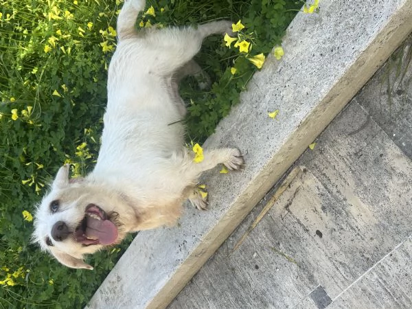 Cagnolino taglia piccola cerca casa | Foto 0