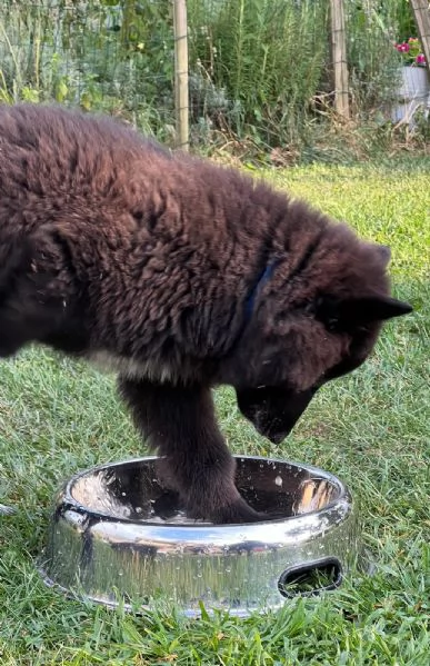 cuccioli pastore belga | Foto 5