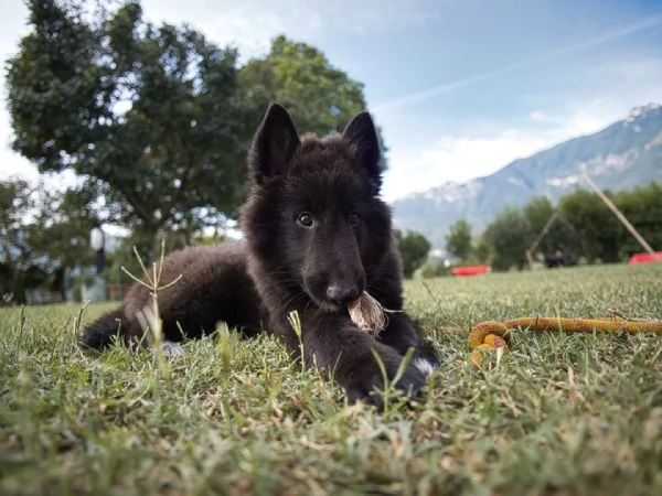 cuccioli pastore belga | Foto 3