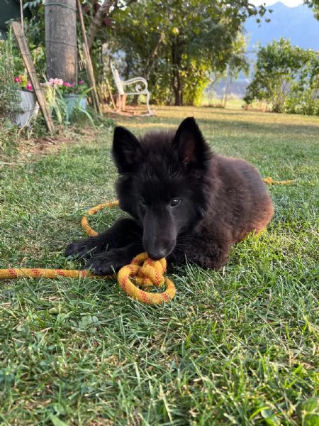 cuccioli pastore belga