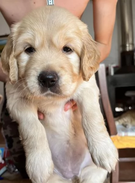 Vendo cuccioli Golden Retriever Inglese | Foto 0