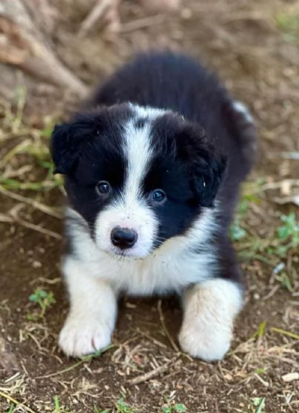 Il border collie un cane speciale