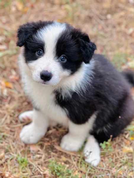 Il border collie un cane speciale | Foto 4