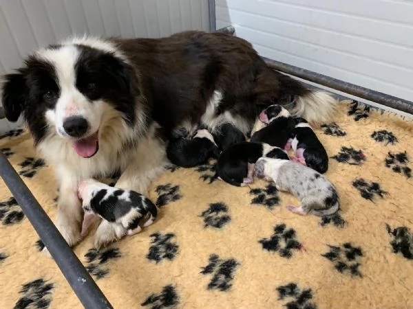 Il border collie un cane speciale | Foto 3