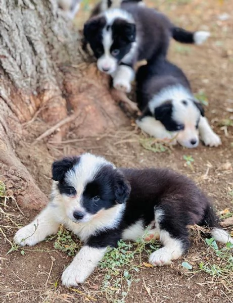 Il border collie un cane speciale | Foto 2