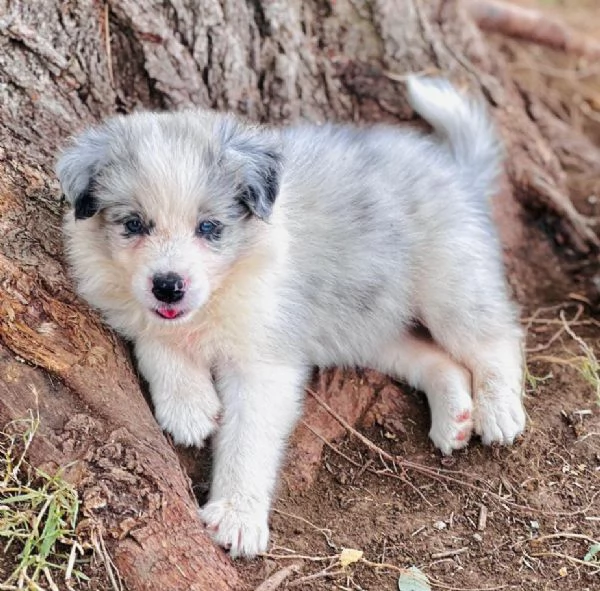 Il border collie un cane speciale | Foto 1