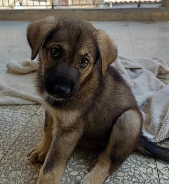 stupenda cucciola leyla in regalo