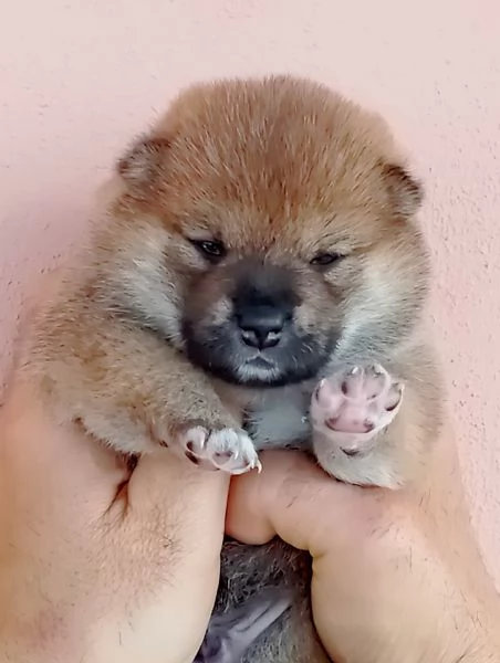 Cuccioli di Shiba 