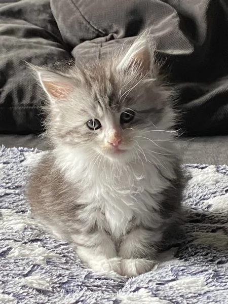 Maine Coon cuccioli  | Foto 1