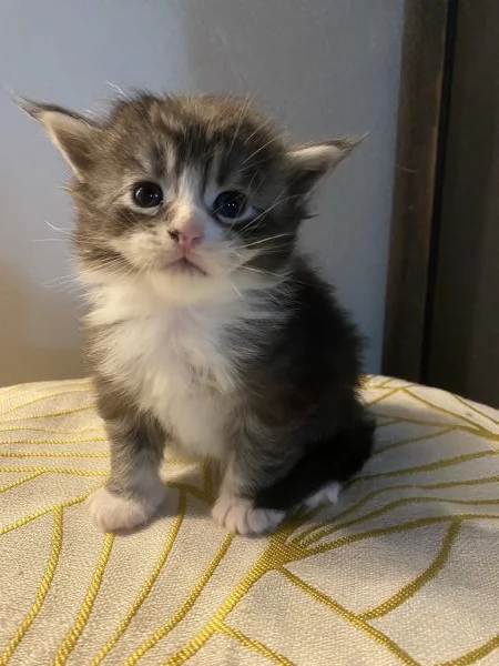 Maine Coon