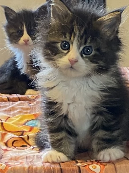 Maine Coon cuccioli  | Foto 0