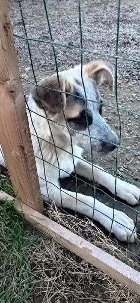 DESMO NON SEI ANCORA MAGGIORENNE DIVENTERAI UN BEL CAGNOLONE | Foto 5